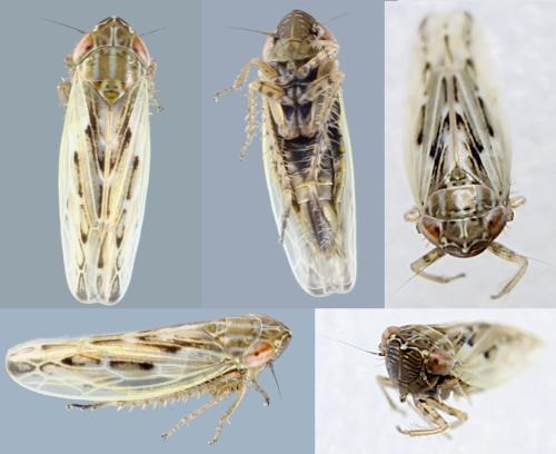 Psammotettix sp.